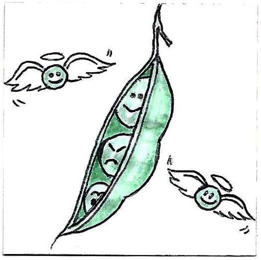 pen and pencil drawing of two angelic peas flying around a pod with three sleepy peas inside