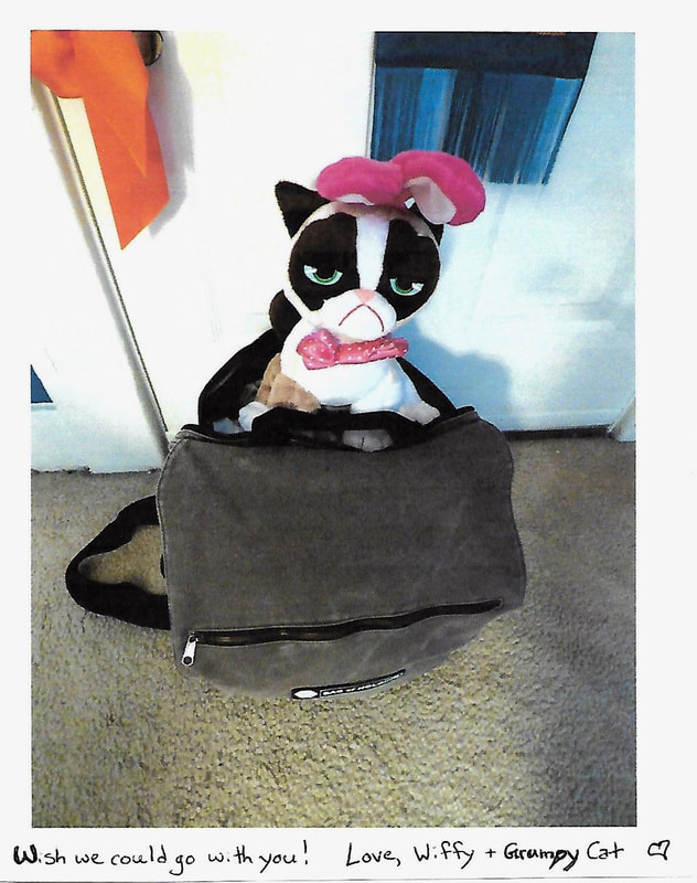 Photograph of Grumpy Cat trying to stowaway in my husband's messenger bag